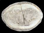 Triassic Fossil Fish (Boreosomus?) In Nodule - Madagascar #53657-1